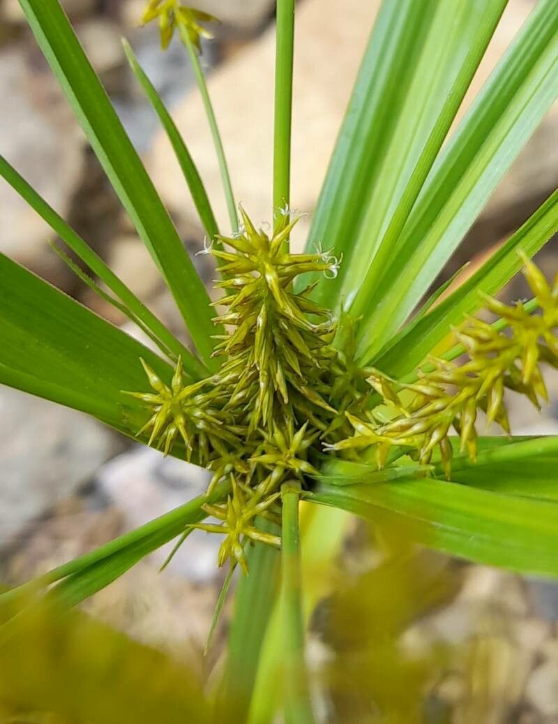 Cyperus pallidicolor flower