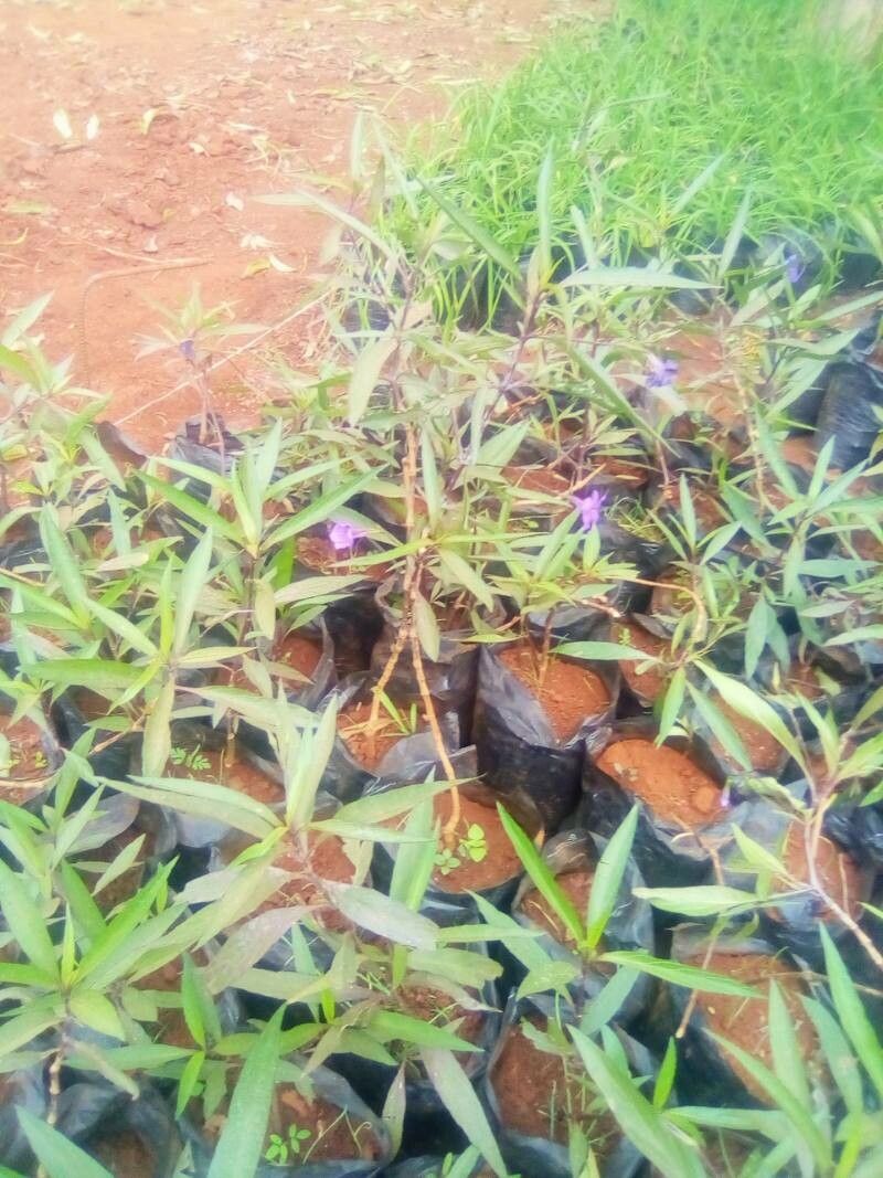 Murdannia semiteres leaf