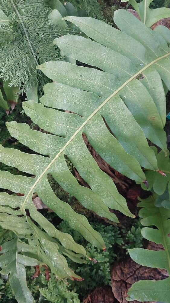 Drynaria meyeniana — search result for 'Drynaria'