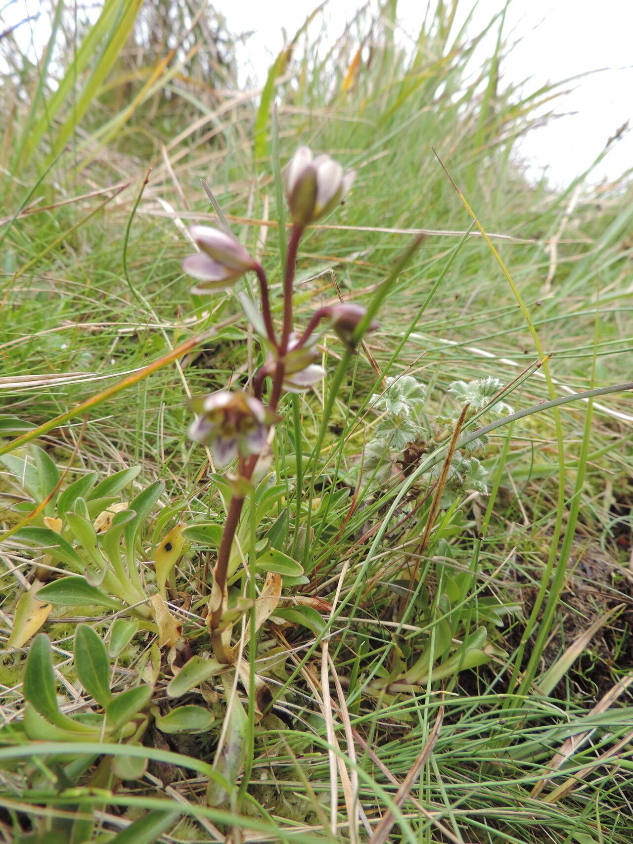 Swertia macrosepala habit