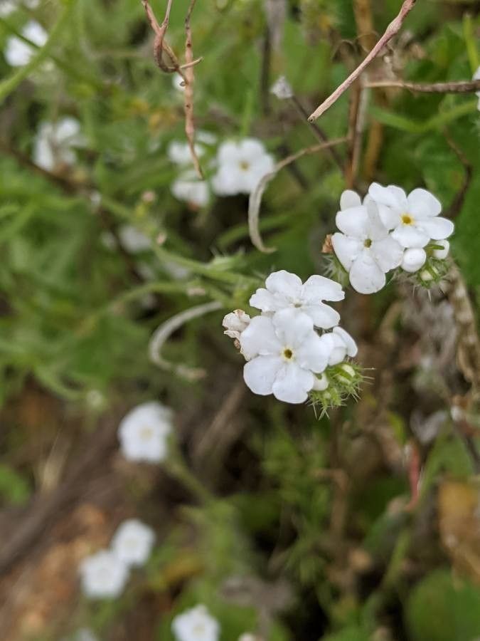 Plagiobothrys nothofulvus — search result for 'Boraginaceae'