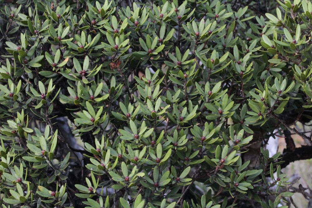 Melaleuca buseana — houseplant care guide