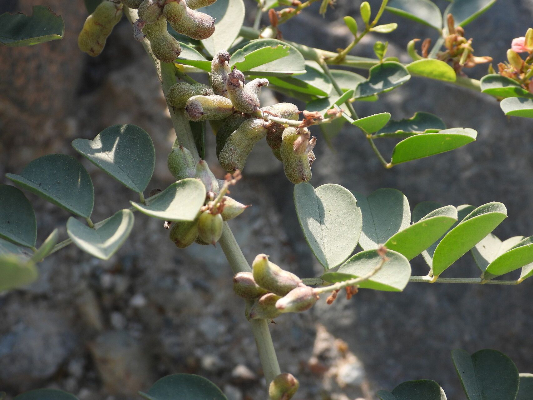 Indigofera coerulea fruit