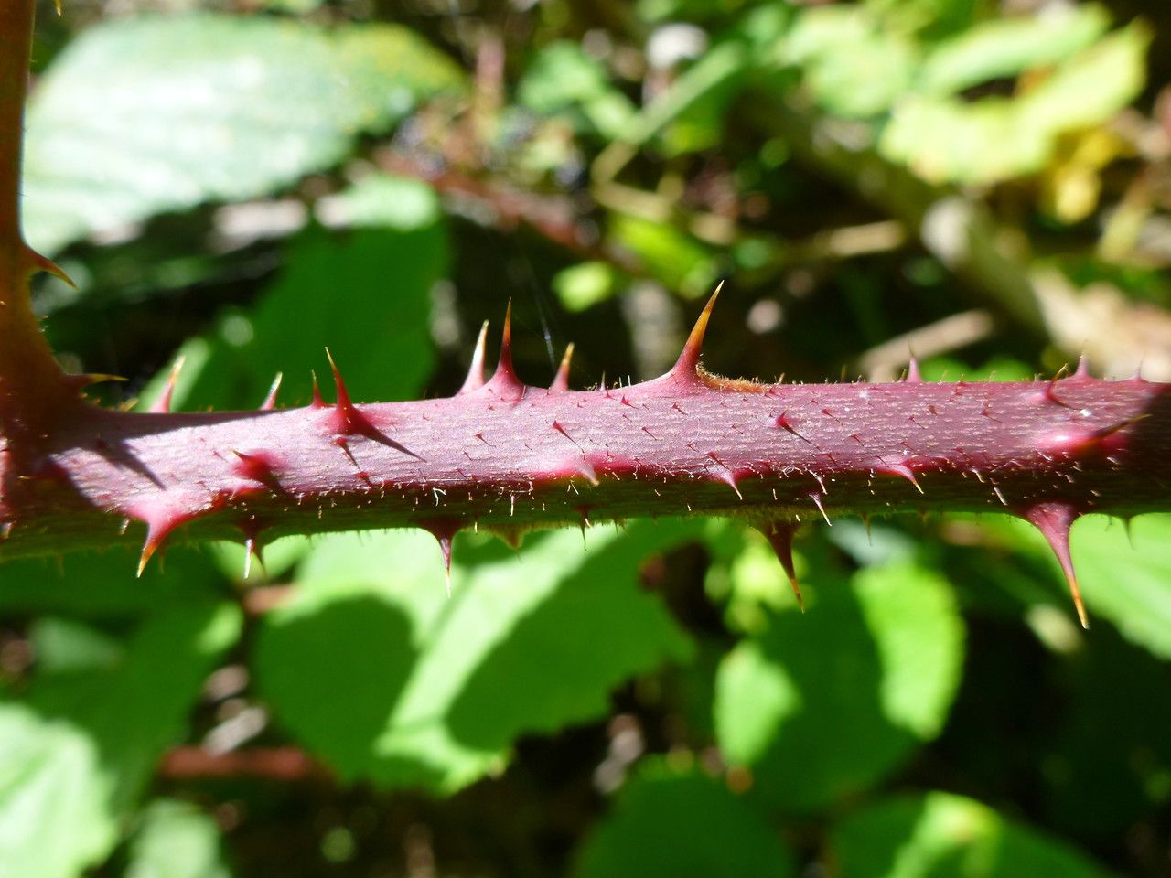 Rubus uncinatus bark