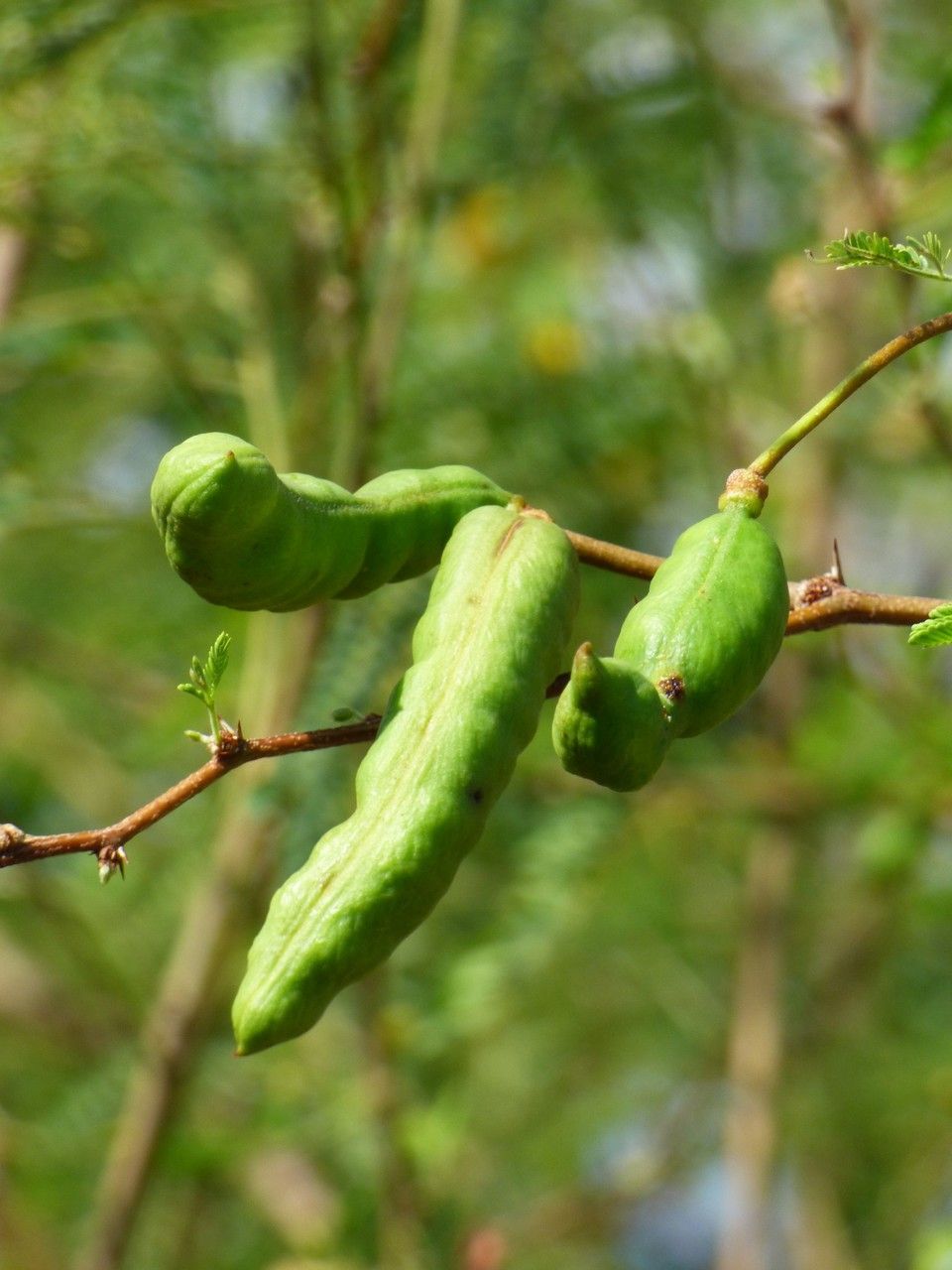 Vachellia farnesiana fruit