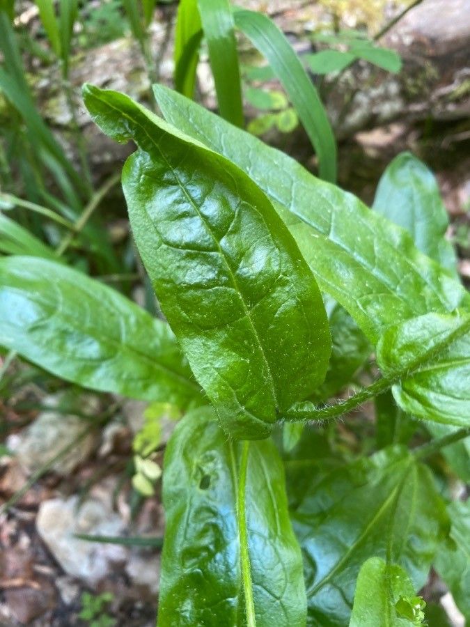 Cynoglossum germanicum leaf