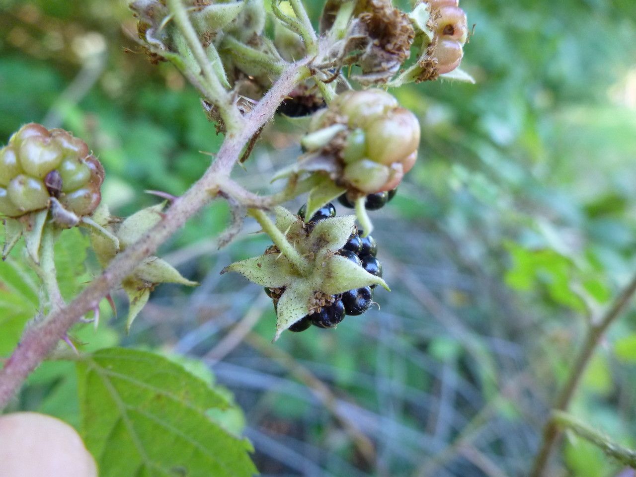 Rubus condensatus fruit