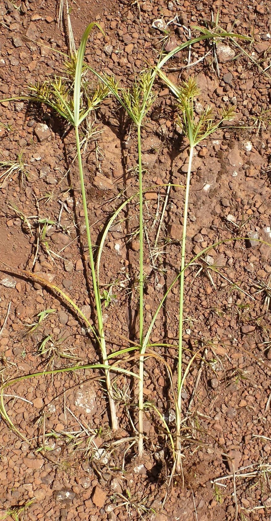 Cyperus tenuiculmis habit