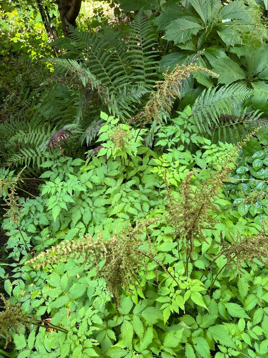 Astilbe koreana habit