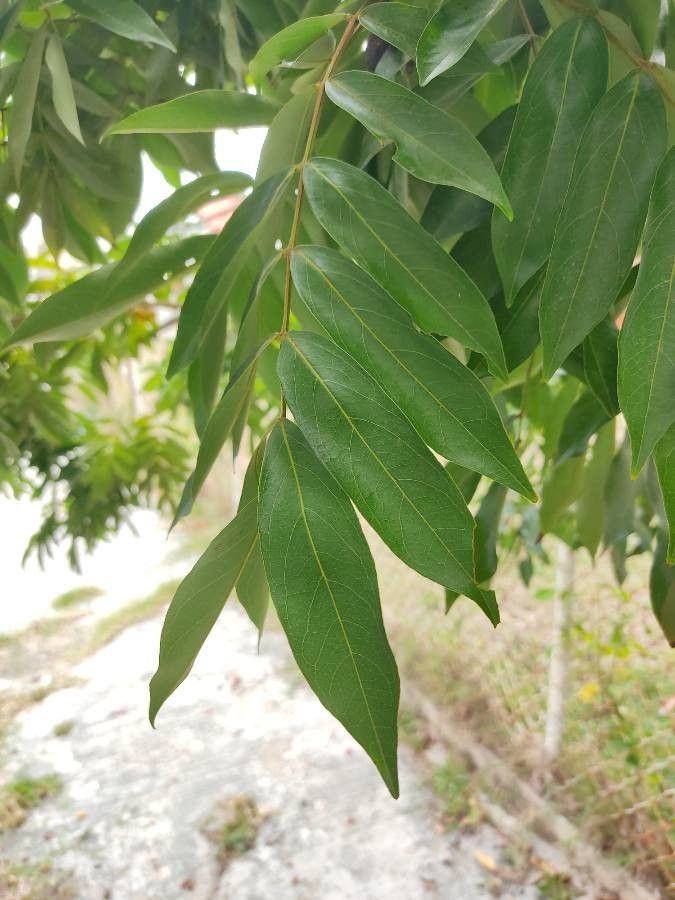 Swartzia cubensis leaf