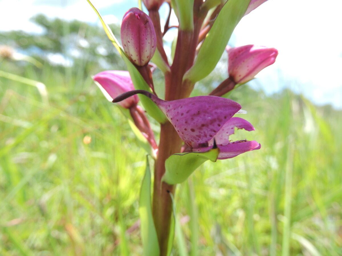 Disa walleri — houseplant care guide