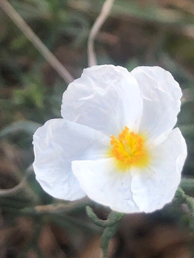 Cistus clusii flower