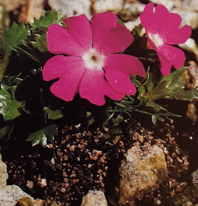 Primula × steinii — houseplant care guide