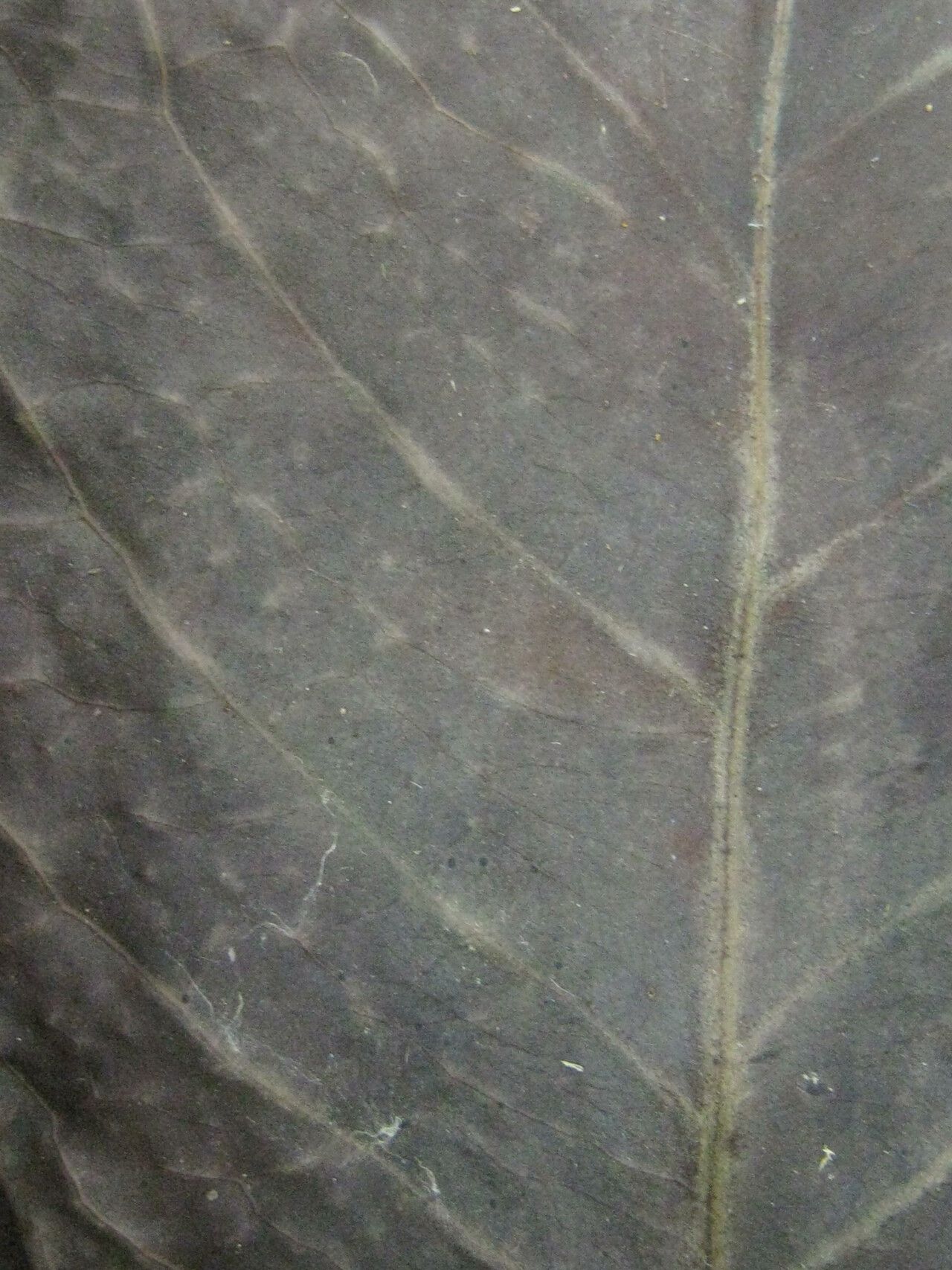 Eugenia wullschlaegeliana other