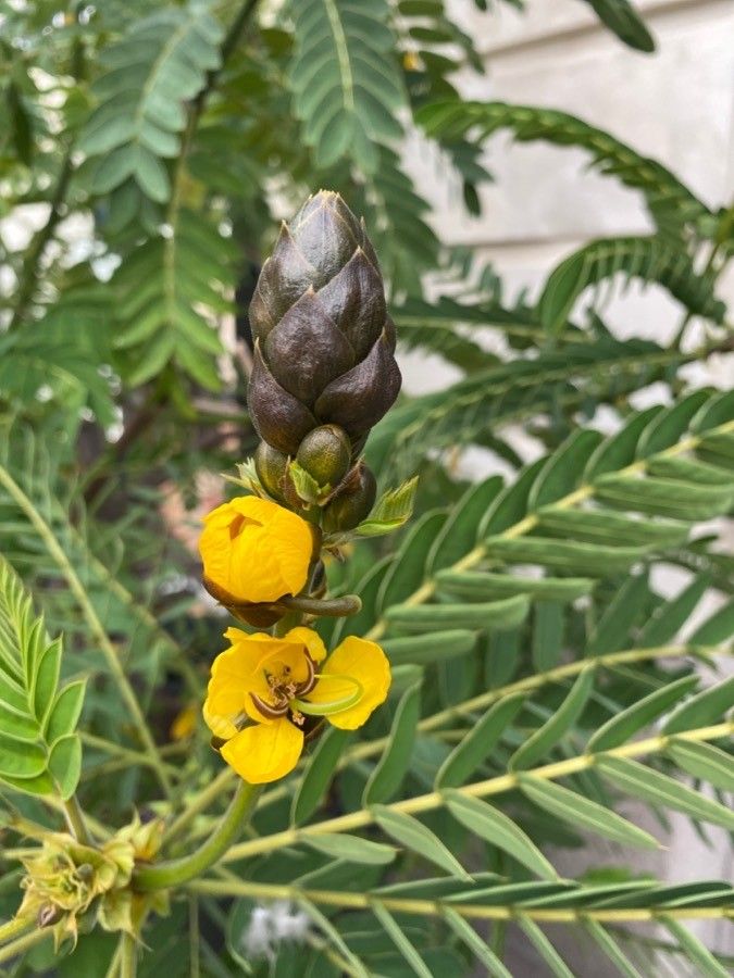 Cassia didymobotrya fruit