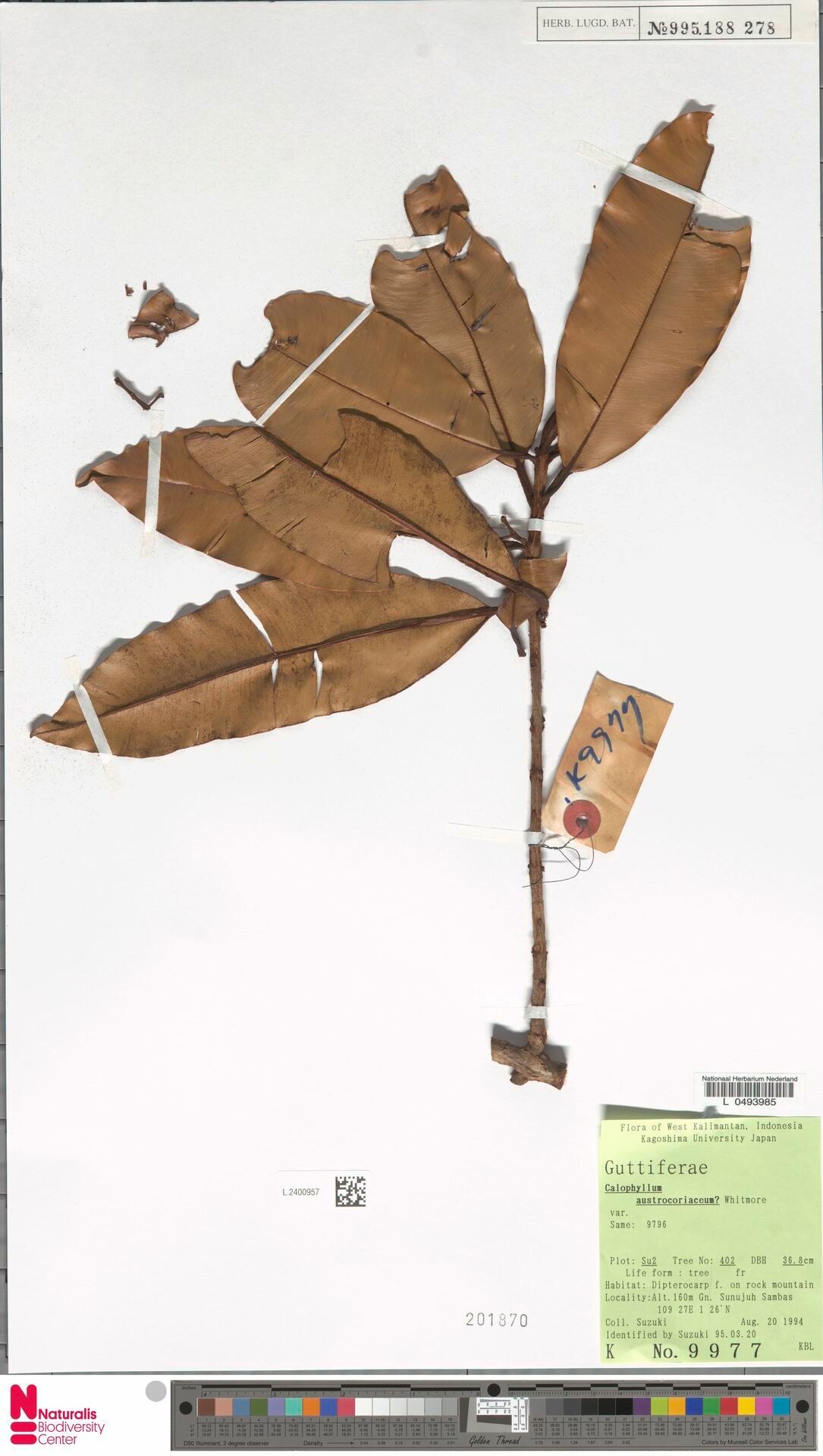 Calophyllum lanigerum — search result for 'Calophyllum'