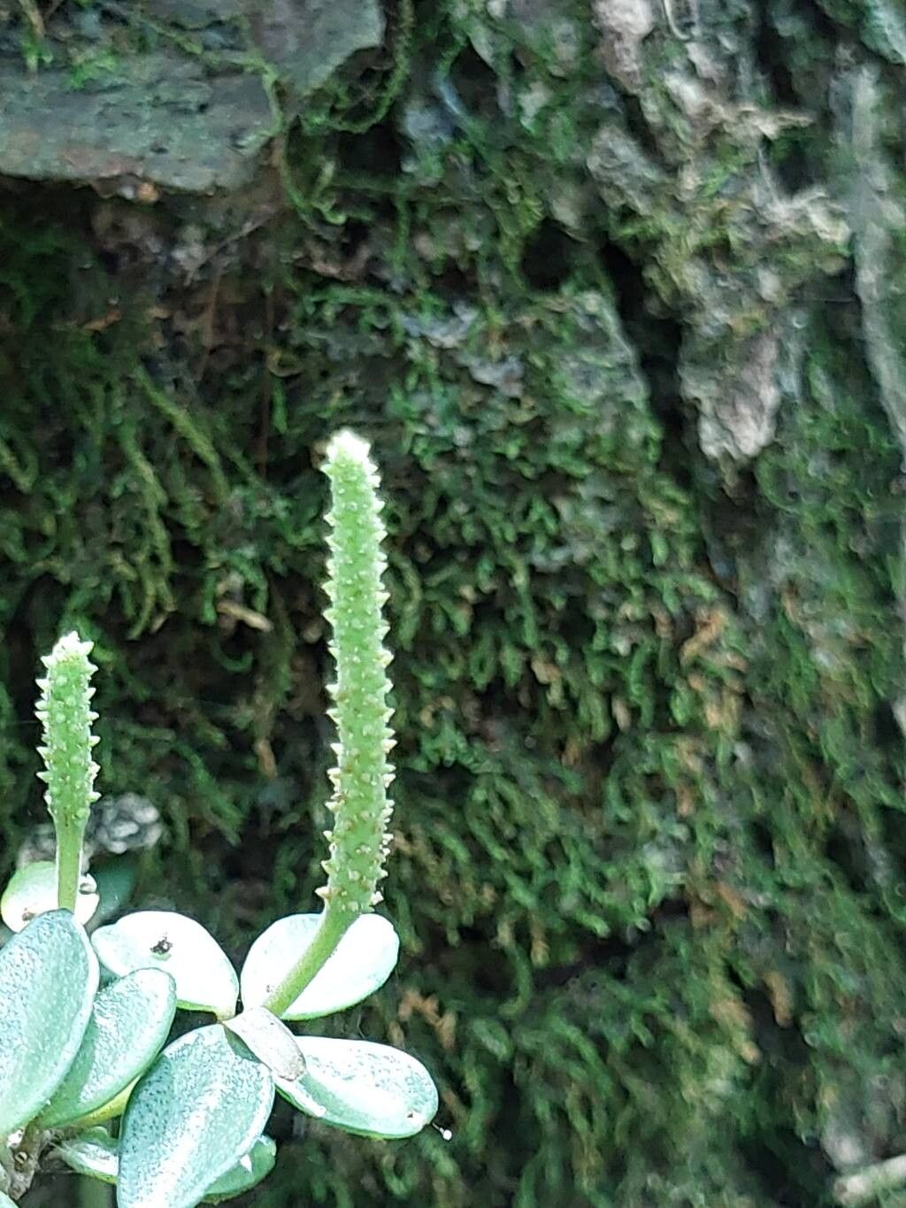 Peperomia retusa flower