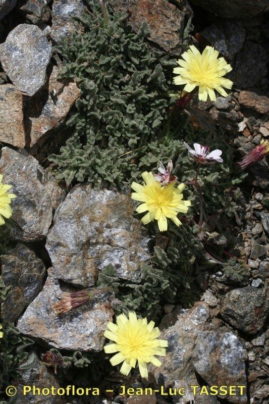 Leontodon boryi habit