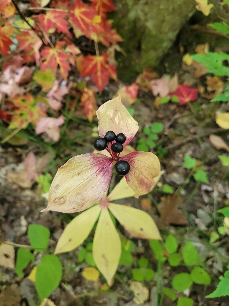 Medeola virginiana fruit