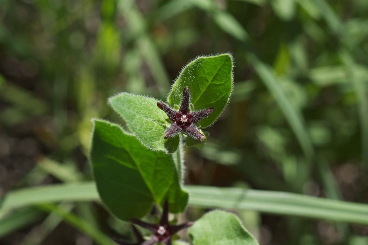 Matelea biflora flower