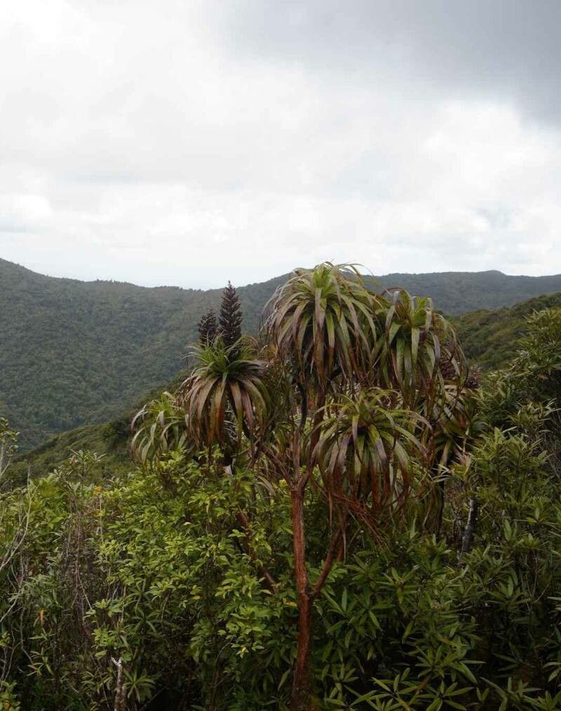 Dracophyllum traversii — search result for 'Bromeliaceae'