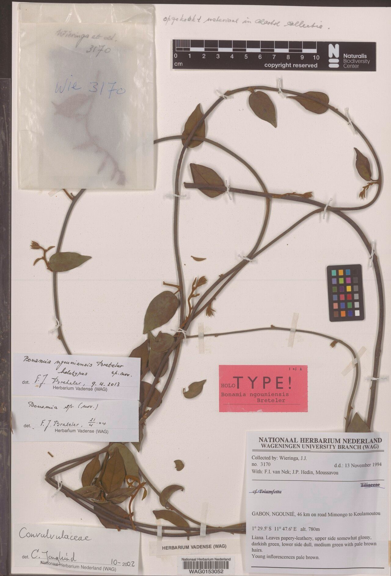 Bonamia ngouniensis — houseplant care guide