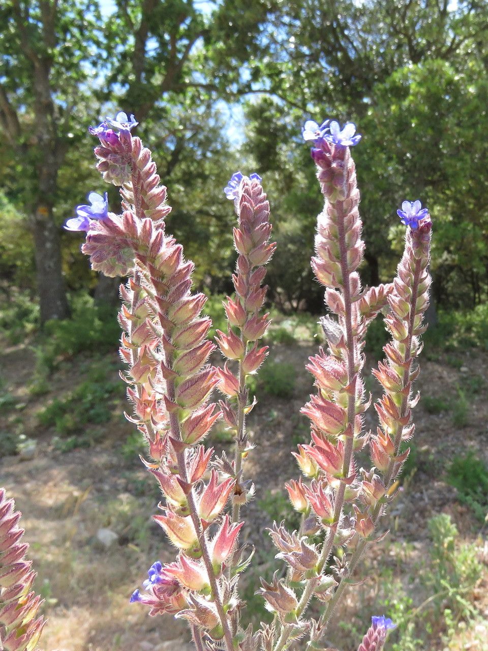 Anchusa procera leaf