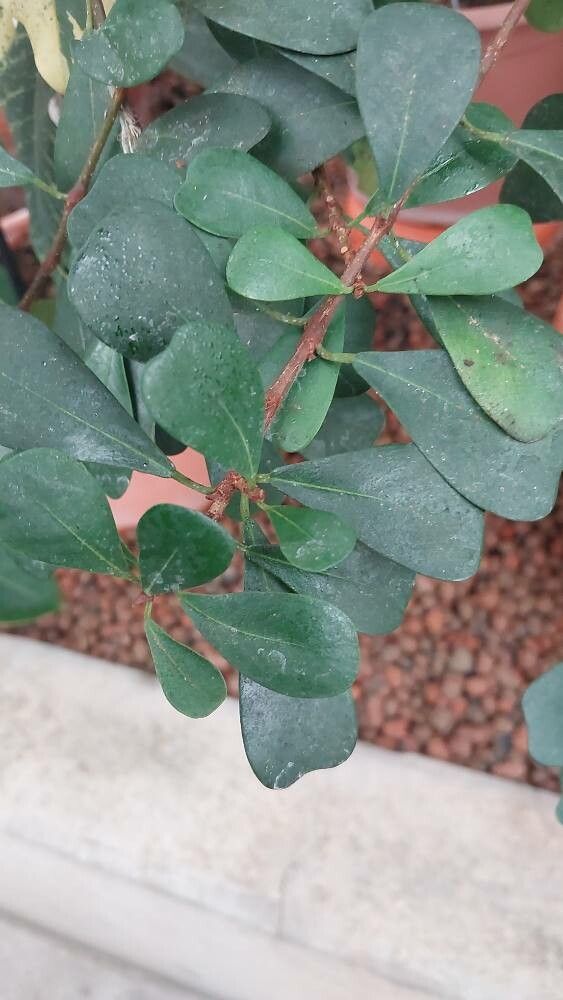 Ficus lingua — houseplant care guide