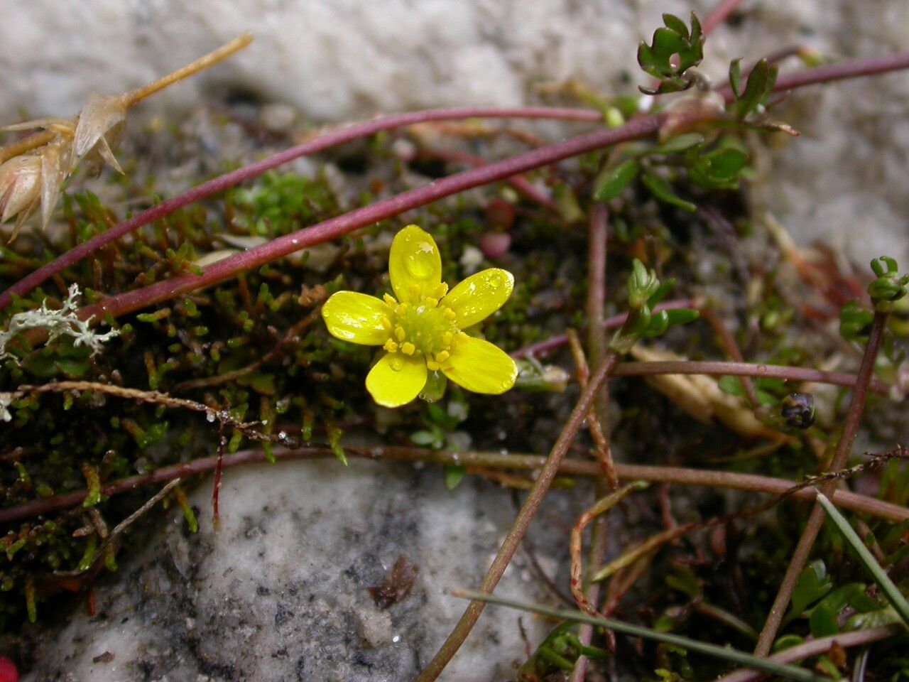 Ranunculus pegaeus — houseplant care guide