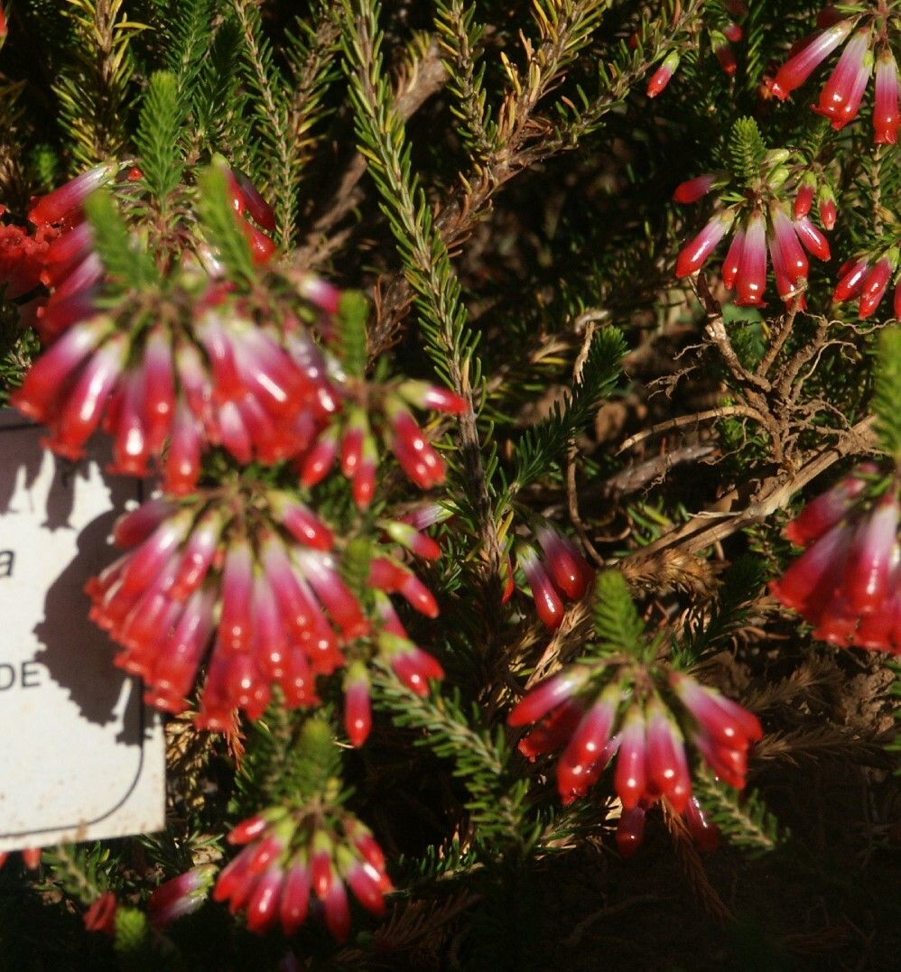 Erica regia — houseplant care guide