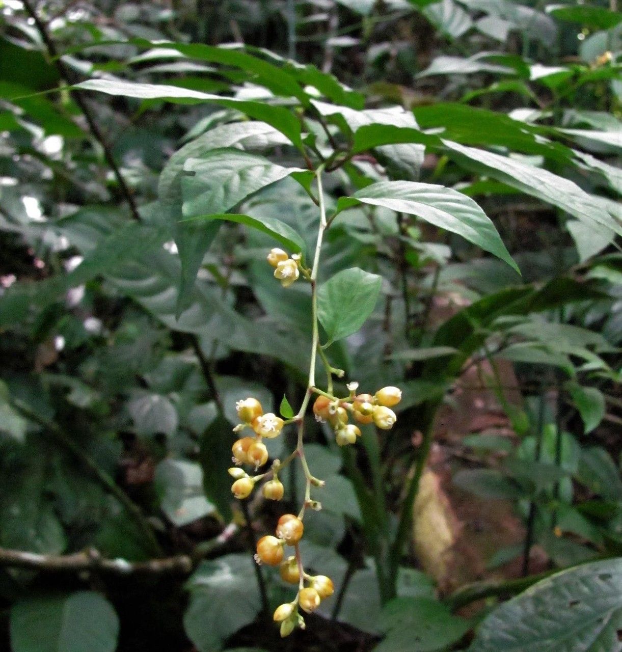 Pleuropetalum pleiogynum other