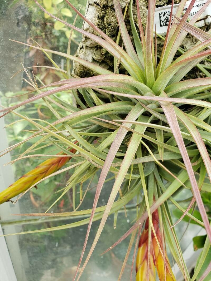 Tillandsia concolor — houseplant care guide