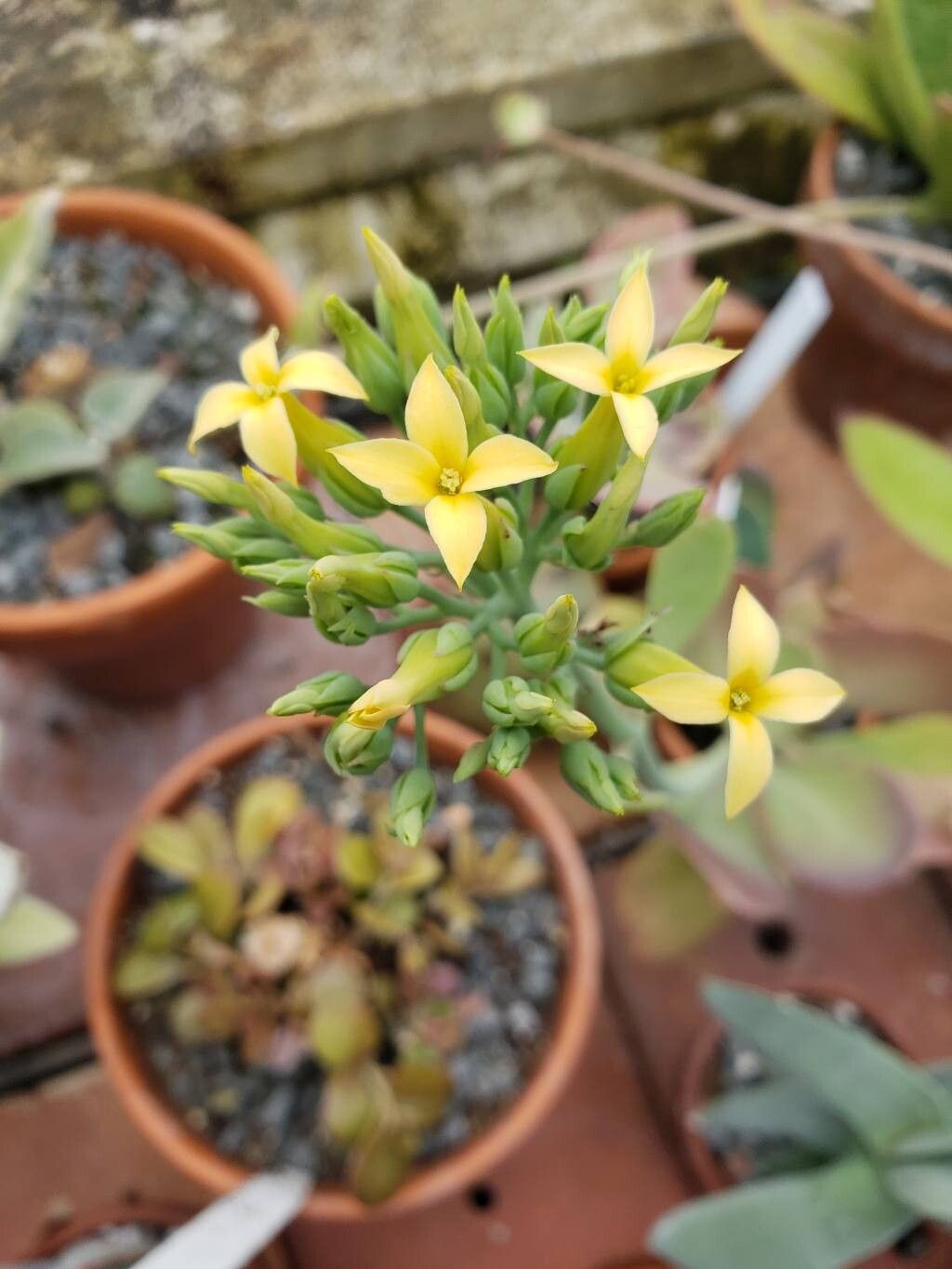 Kalanchoe bentii flower