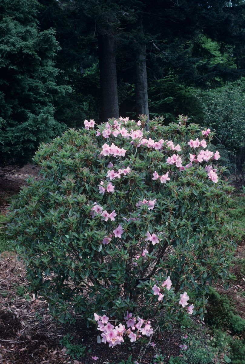 Rhododendron shweliense — houseplant care guide