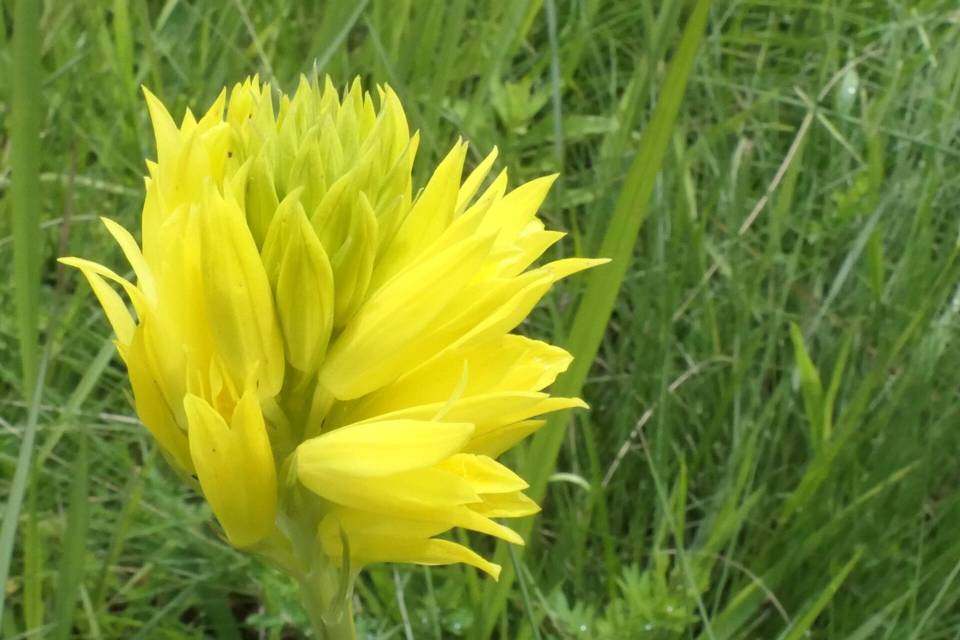 Eulophia ensata flower