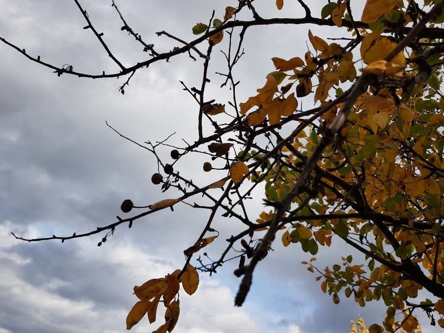 Pyrus betulifolia fruit