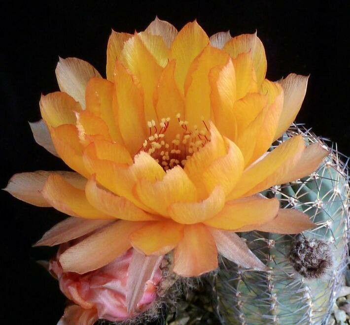 Echinopsis chrysantha — search result for 'Echinopsis'
