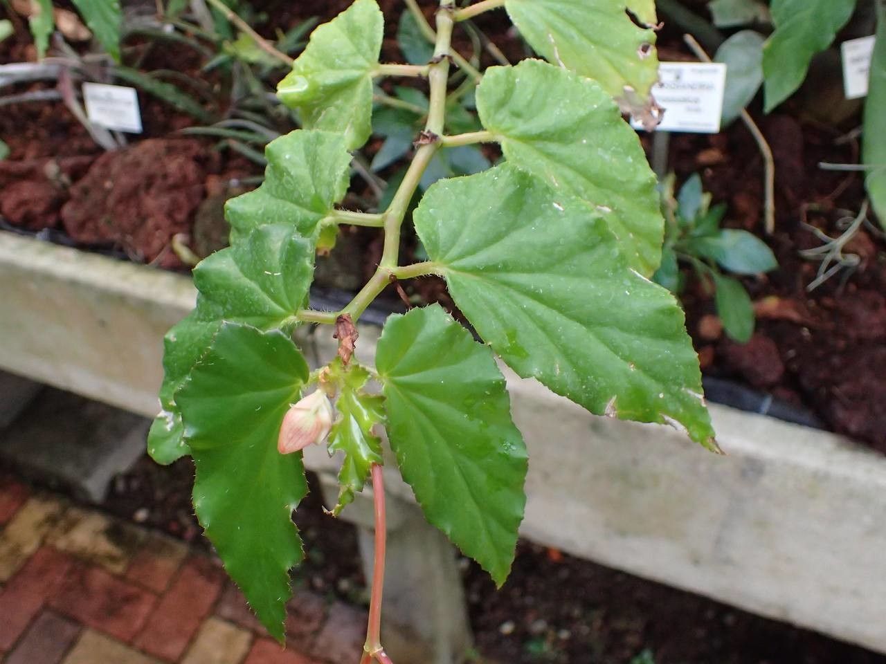 Begonia acutifolia habit
