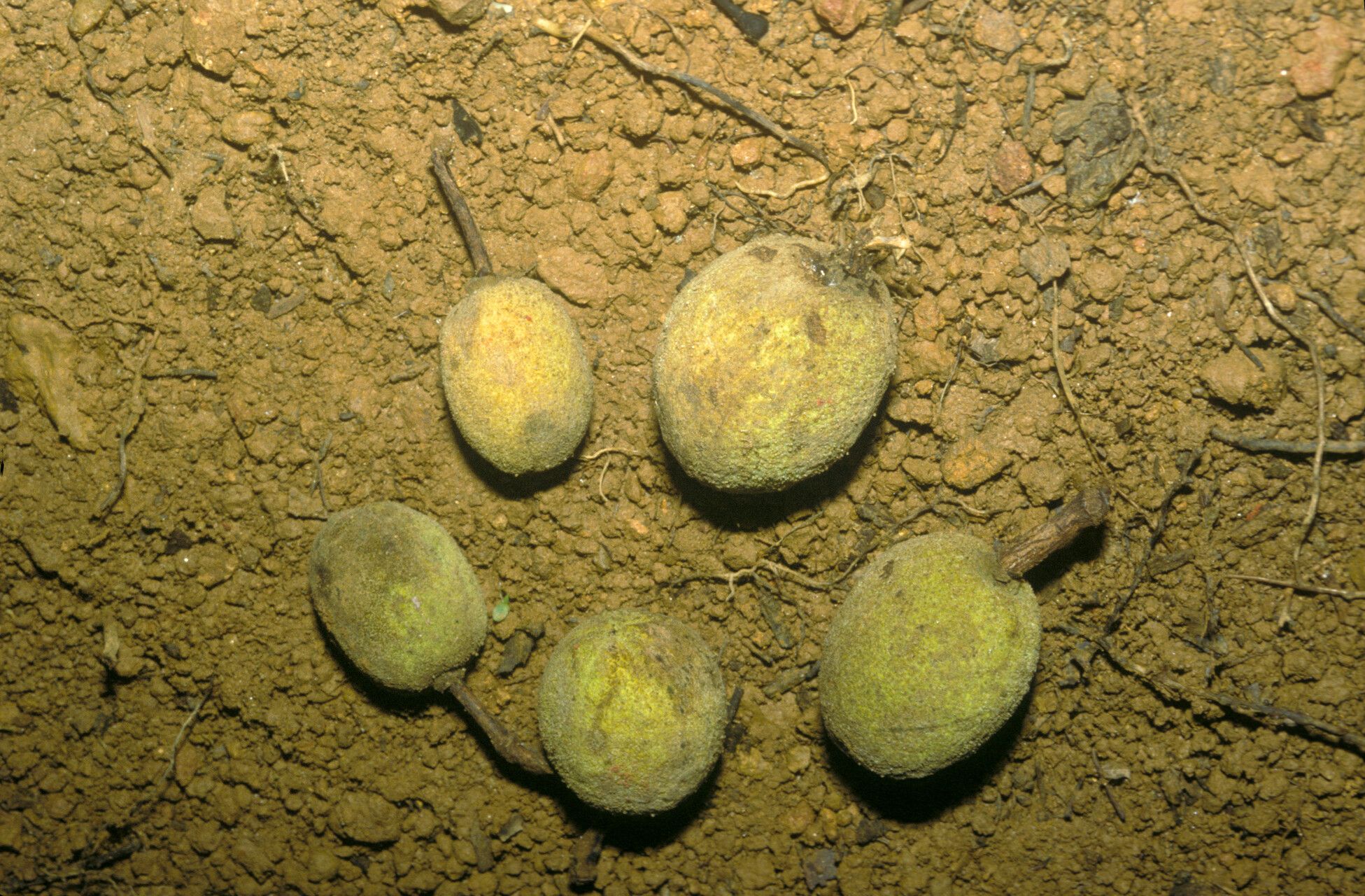 Sloanea granulosa fruit