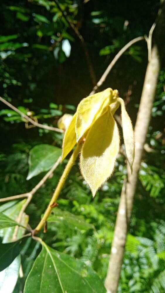 Neolitsea dealbata leaf