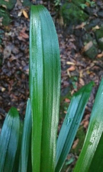 Bulbophyllum variegatum leaf