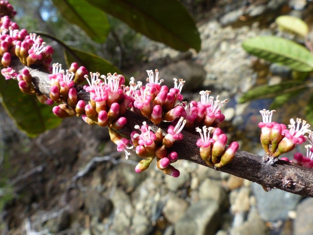 Pycnandra blanchonii — houseplant care guide