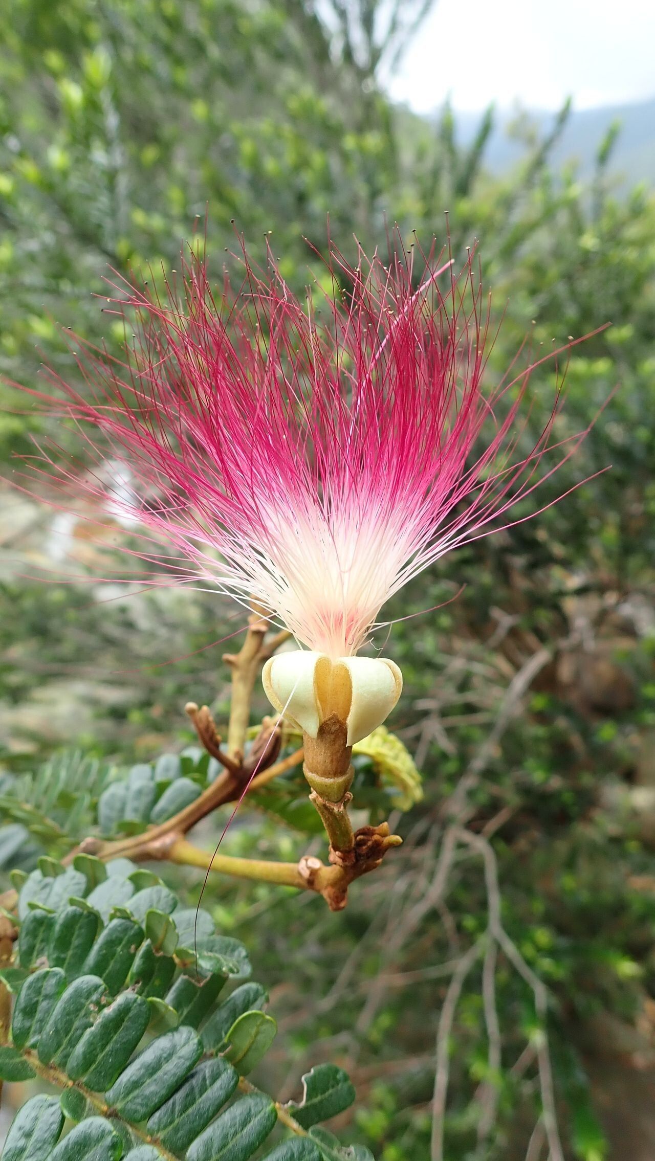 Serianthes sachetae flower