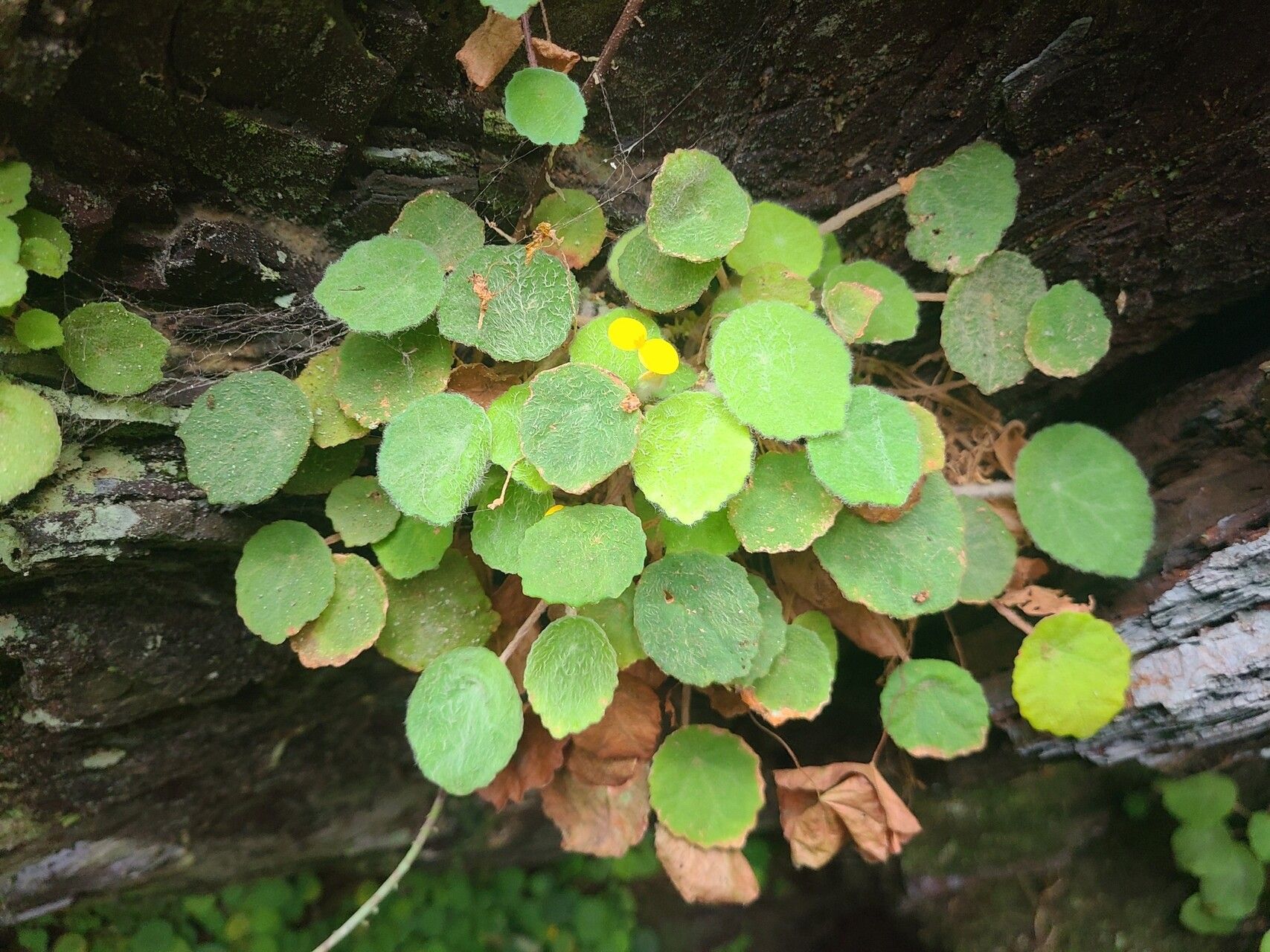 Begonia ferramica — houseplant care guide