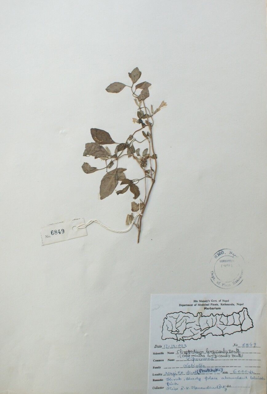 Clinopodium piperitum other