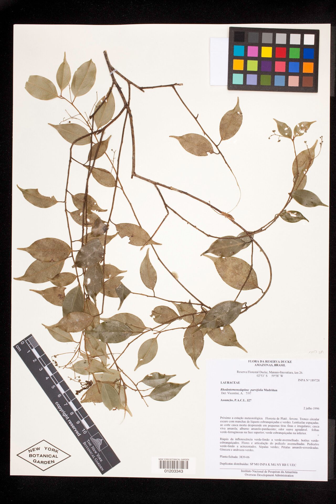 Rhodostemonodaphne parvifolia — houseplant care guide