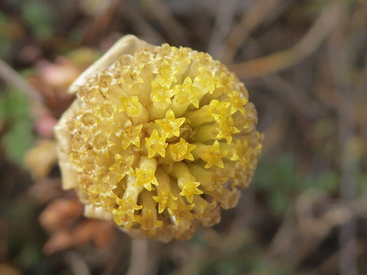 Anthemis maritima flower