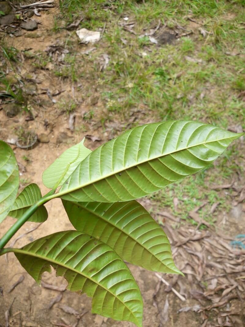 Tabernaemontana siphilitica — search result for 'Tabernaemontana'