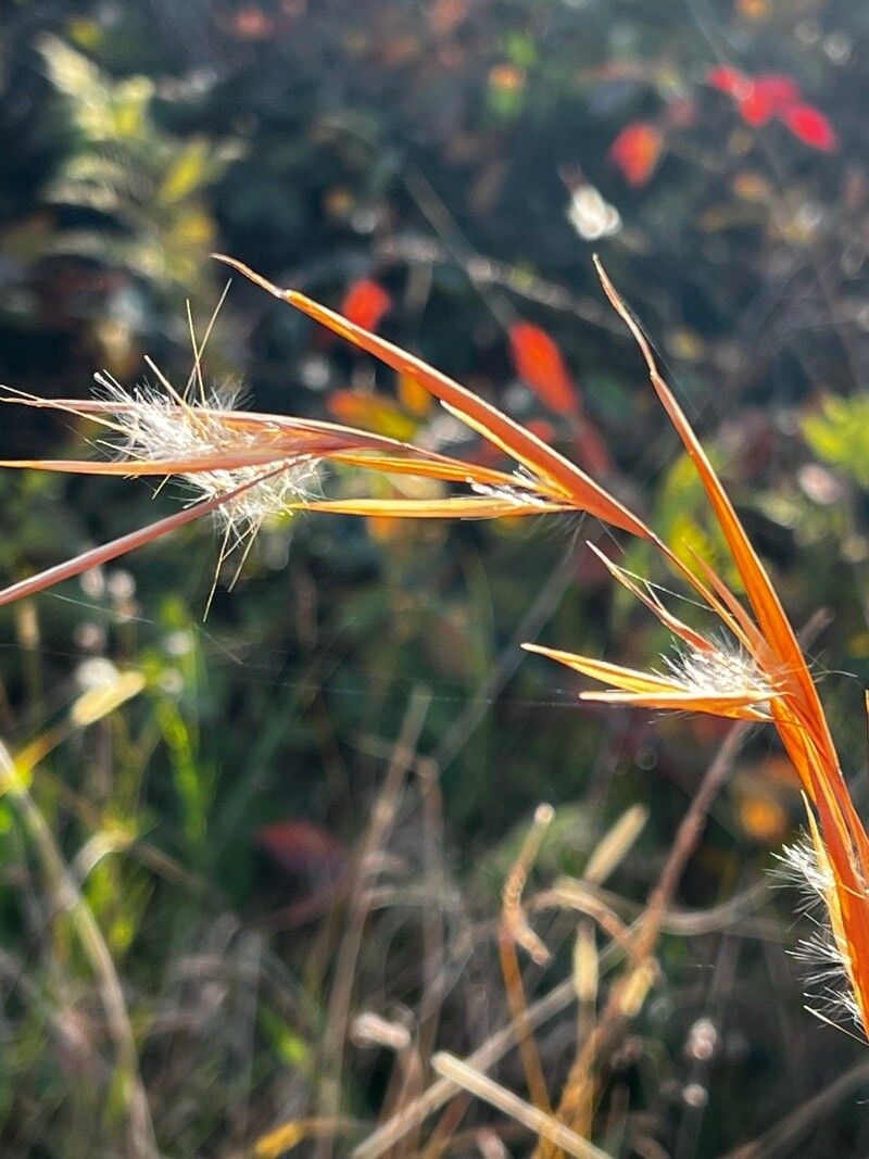 Andropogon gyrans leaf
