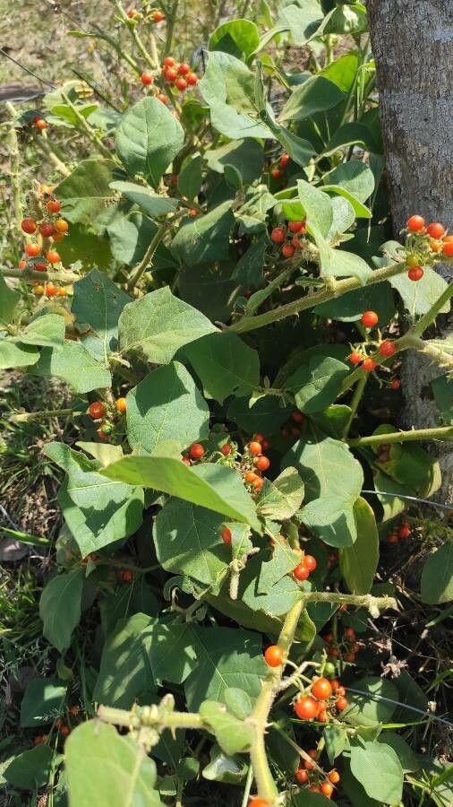 Solanum jamaicense other